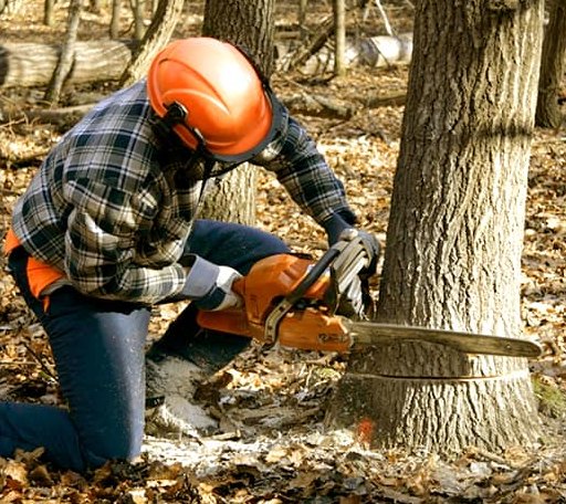 Tree Removal in Van Alstyne, TX
